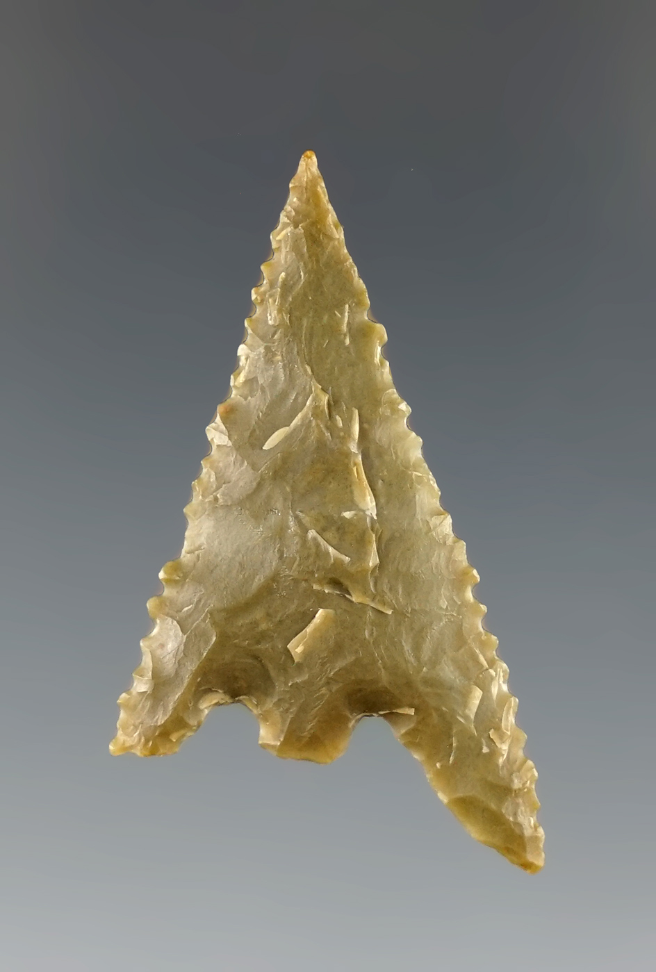 1 1/2" Gunther with excellent edge serrations. Franciscan Chert. Northern California.