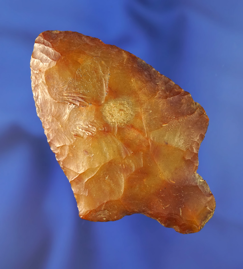 Heavily patinated 3 1/8" Marion - heat-treated Agatized coral. Found in Pasco/Pinellas Co.,  FL.