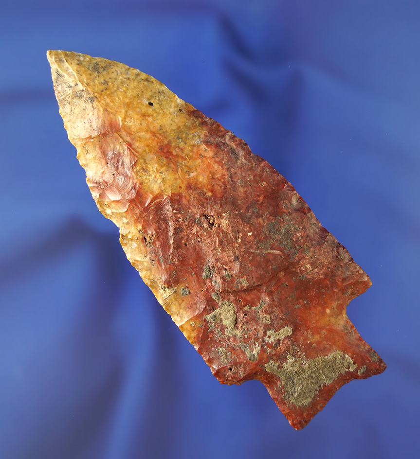 4 7/16" Hamilton that is exceptionally colorful.  Found in Pasco/Pinellas Co.,  Florida. Pictured