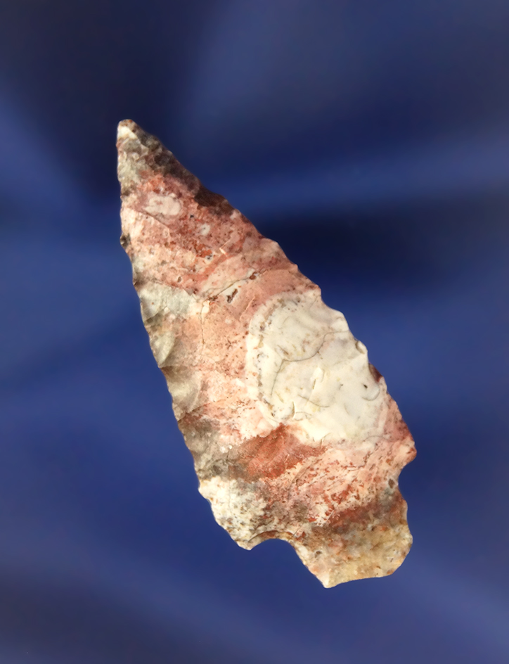 1 7/8" Gatecliff made from very colorful material. Found by Terry Josephson near Butte Falls