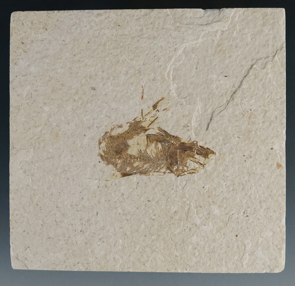 1 7/8" fossil fish on a 4 1/4" wide slab found as part of the Green River formation in Kemmerer, WY.