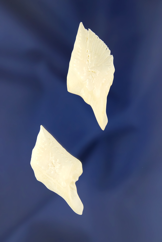 Pair Gar Scale Arrowheads, largest is 1 5/8". These are both excellent examples.