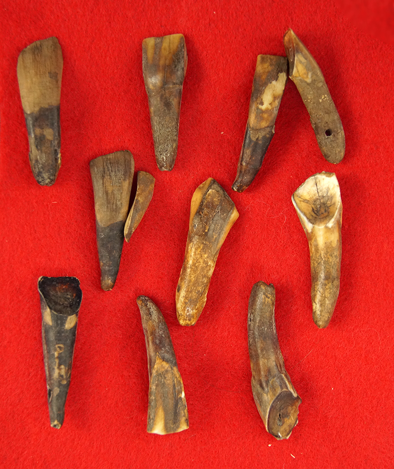 Set of 10 drilled Elk Teeth  from a necklace.