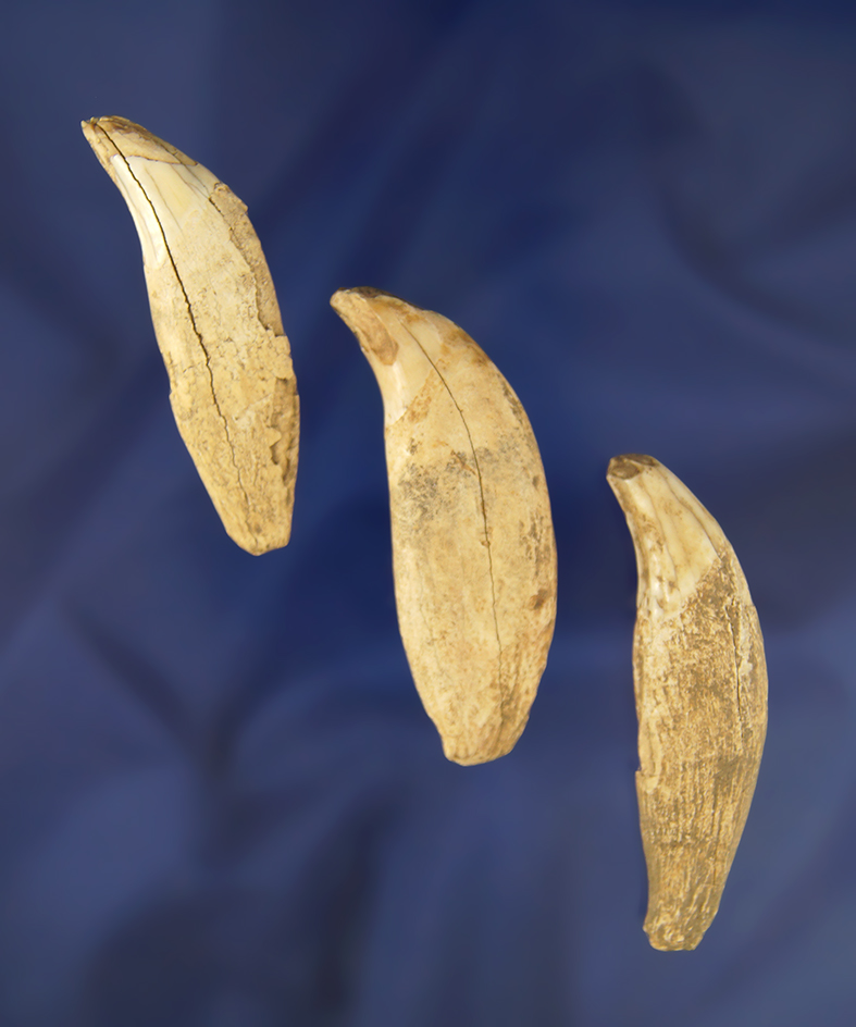 Set of 3 bear teeth, largest is 2 3/8" found in Greenup Co., Kentucky.