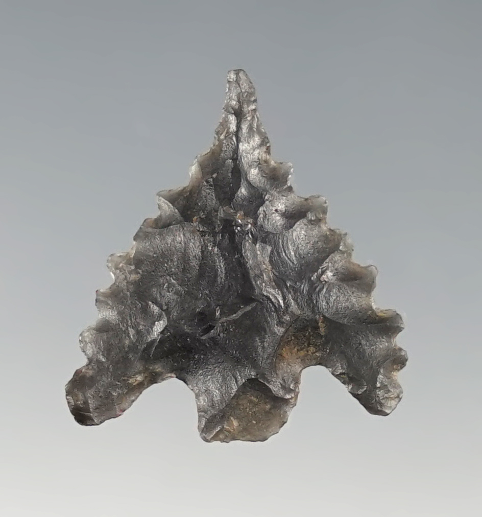 7/8" Calipooya point with excellent serrations found in northern California.