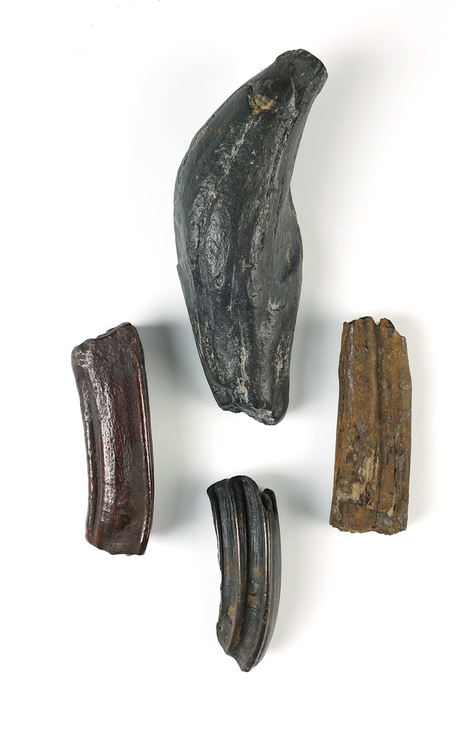 Set of 4 nice Fossils found in Florida. The largest is 5 1/2".