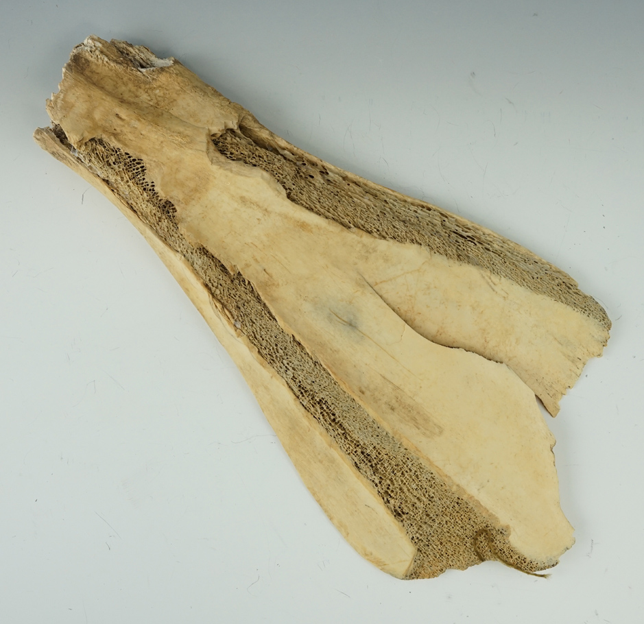 13 1/2" long Plains Indian buffalo shoulder bone hoe.