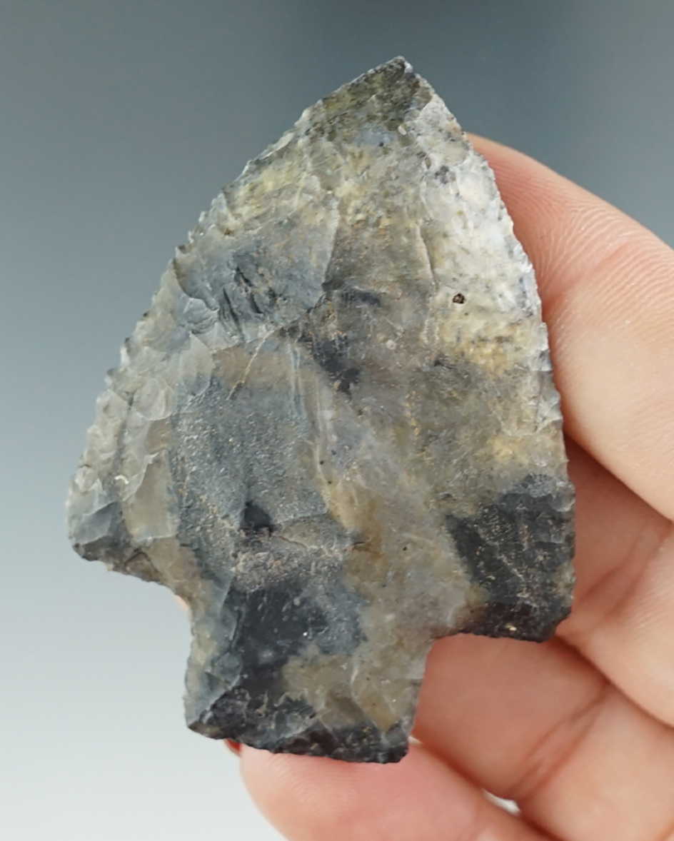 Well styled 2 1/4" Six Mile Creek with excellent edge serrations found in Florida.