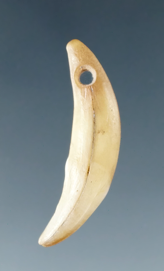 1 1/4" Drilled Tooth found at Ft. Ancient , Butler Co., Ohio by George Cummins. Ex. Scott Yerkes.
