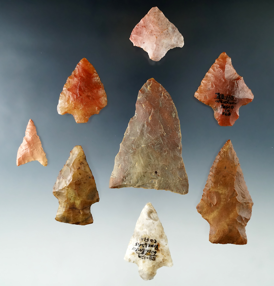 Set of 8 assorted flaked points and knives found in Florida, largest is 2 5/8".
