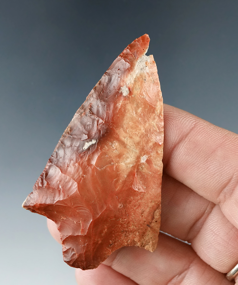 Beautifully colored 2 1/2" Newnan point found in Florida.