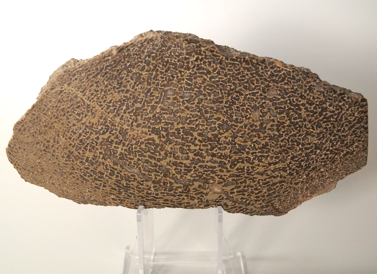 6 7/8" x 3 1/2" x 3/4" Polished dinosaur bone slab found in Utah