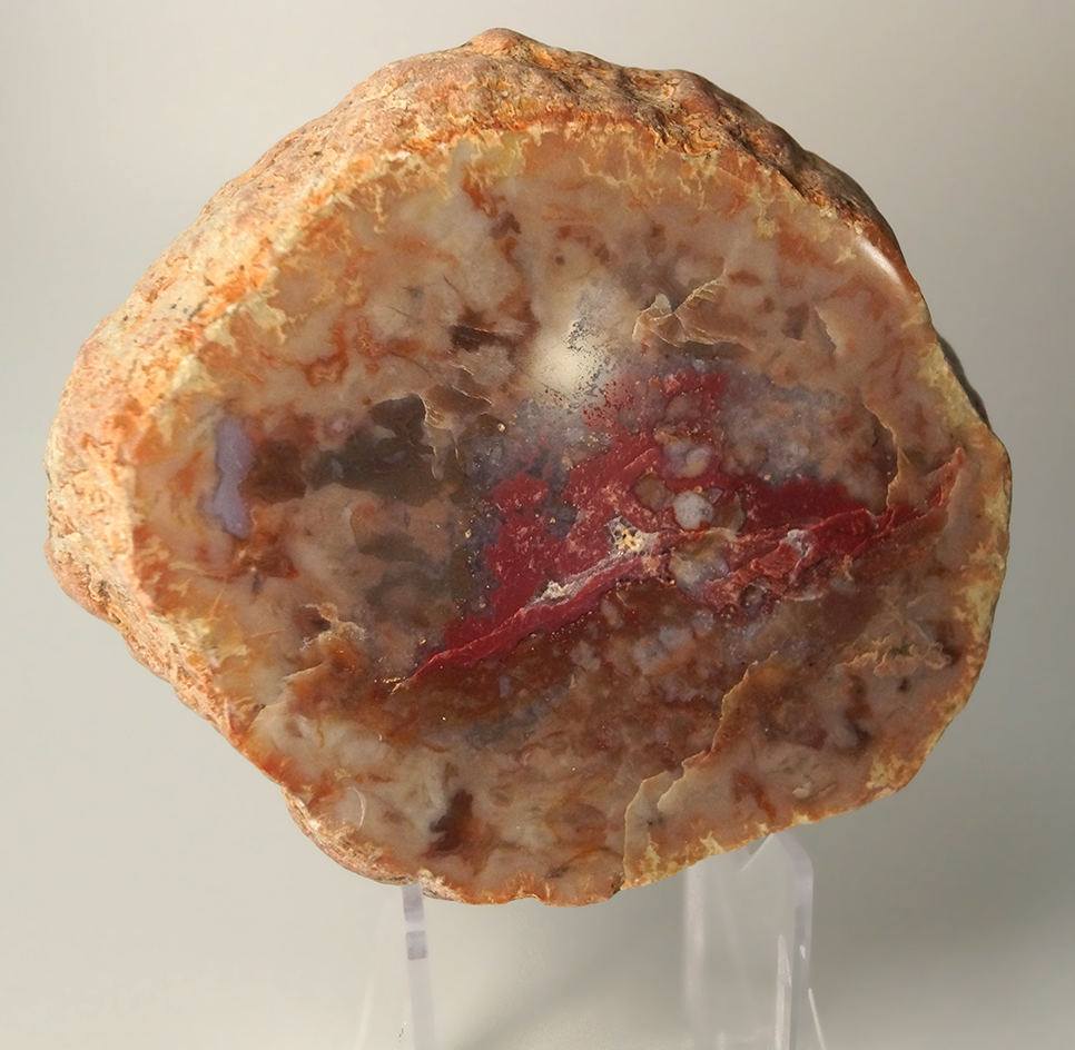 4 1/4" Polished Coprolite, Southern Colorado. 7 million years old
