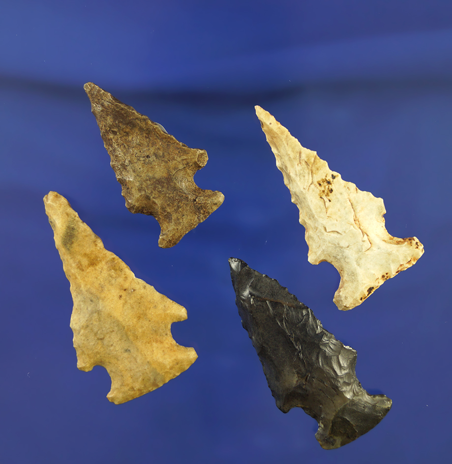 Set of four Bolen Bevels found in northern Florida, largest is 2".