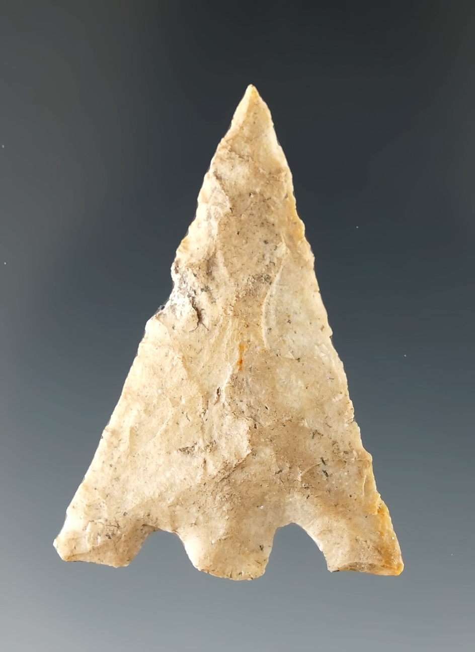 1 11/16" Hernando point found in Alachua Co., Florida. Ex. Kevin Dowdy.