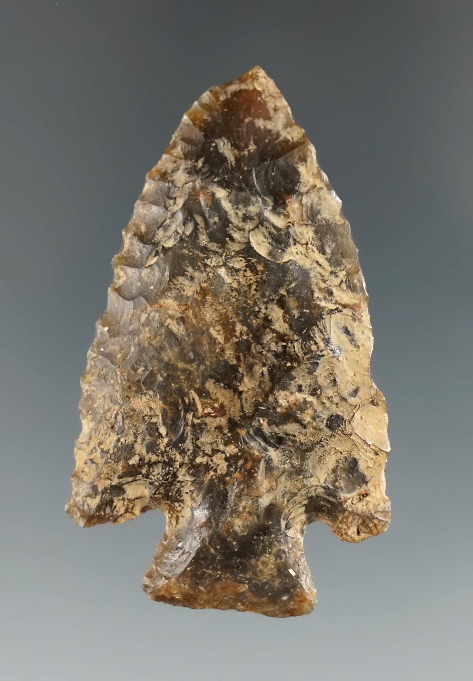 2 1/8" Kirk serrated made from beautiful material found in Levy Co., Florida.