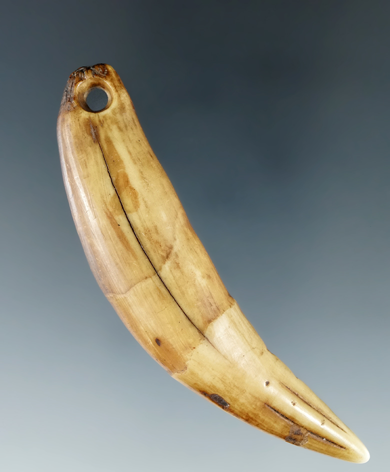3 3/16" drilled bear tooth pendant.