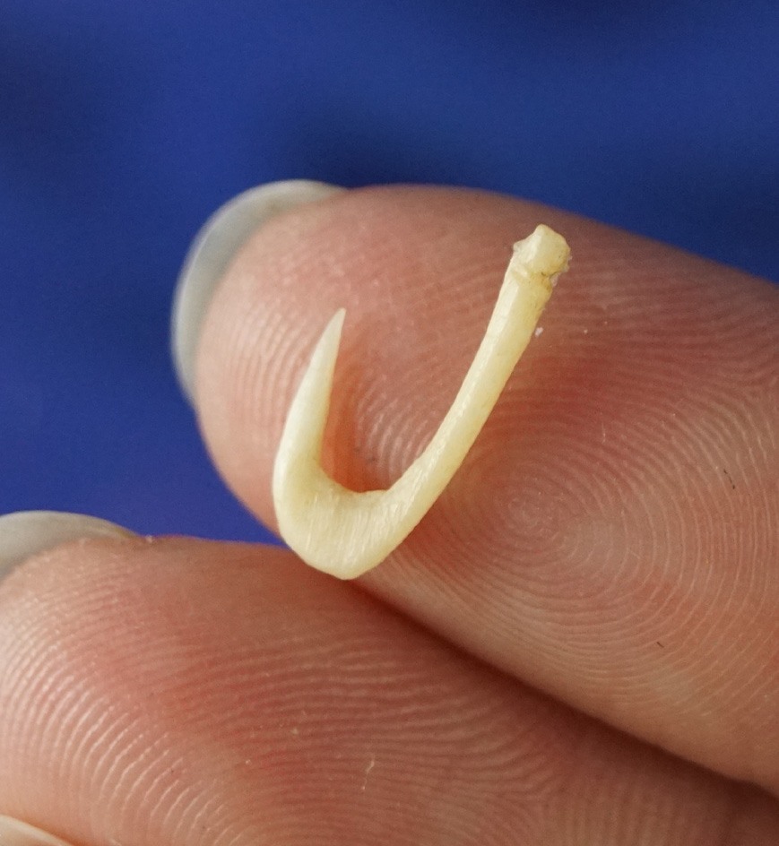 Miniature! 9/16" bone Fishhook found at Camp Creek, Indiana.