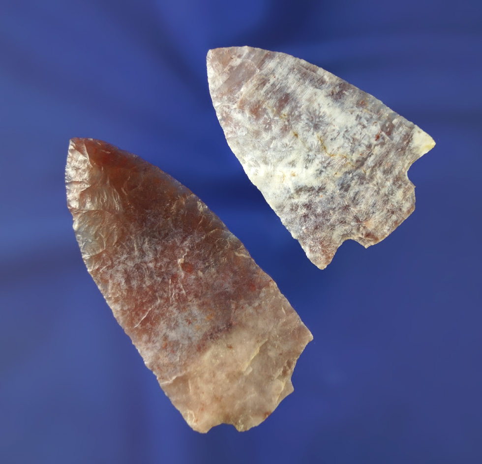 Pair of Florida arrowheads made from high-quality material with fractured bases, largest is 3".  FL.
