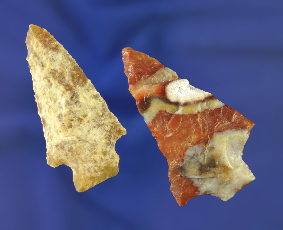 2nicely colored Florida points, largest is 2 1/4".  Pasco/Pinellas Co.,  Florida area. Pic in WW 10