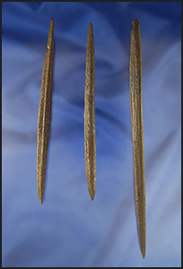 Set of three nice Bone Pins found in Suwanee Co.,  Florida, all are River stained. Largest is 6 7/8"