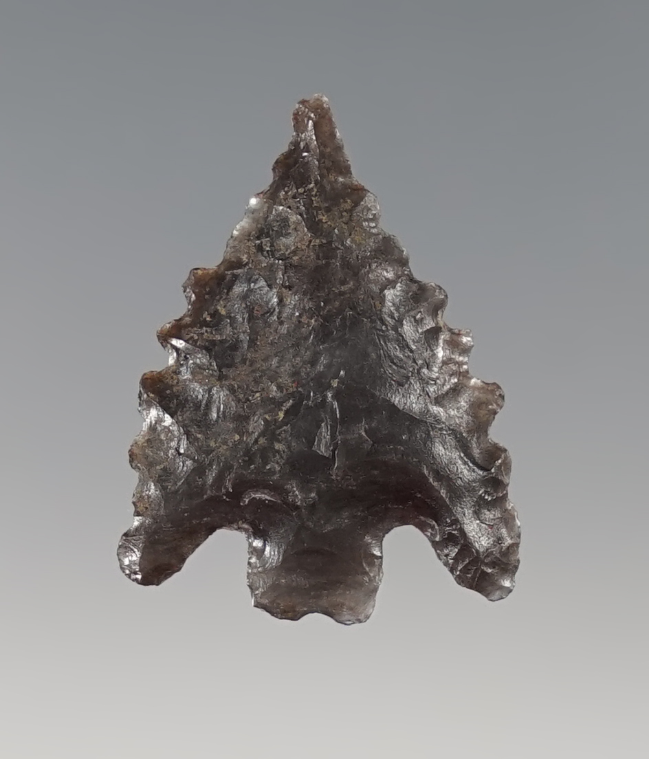 Ex. Museum! 1" Calapooya with nice serrations, found in Northern California. 