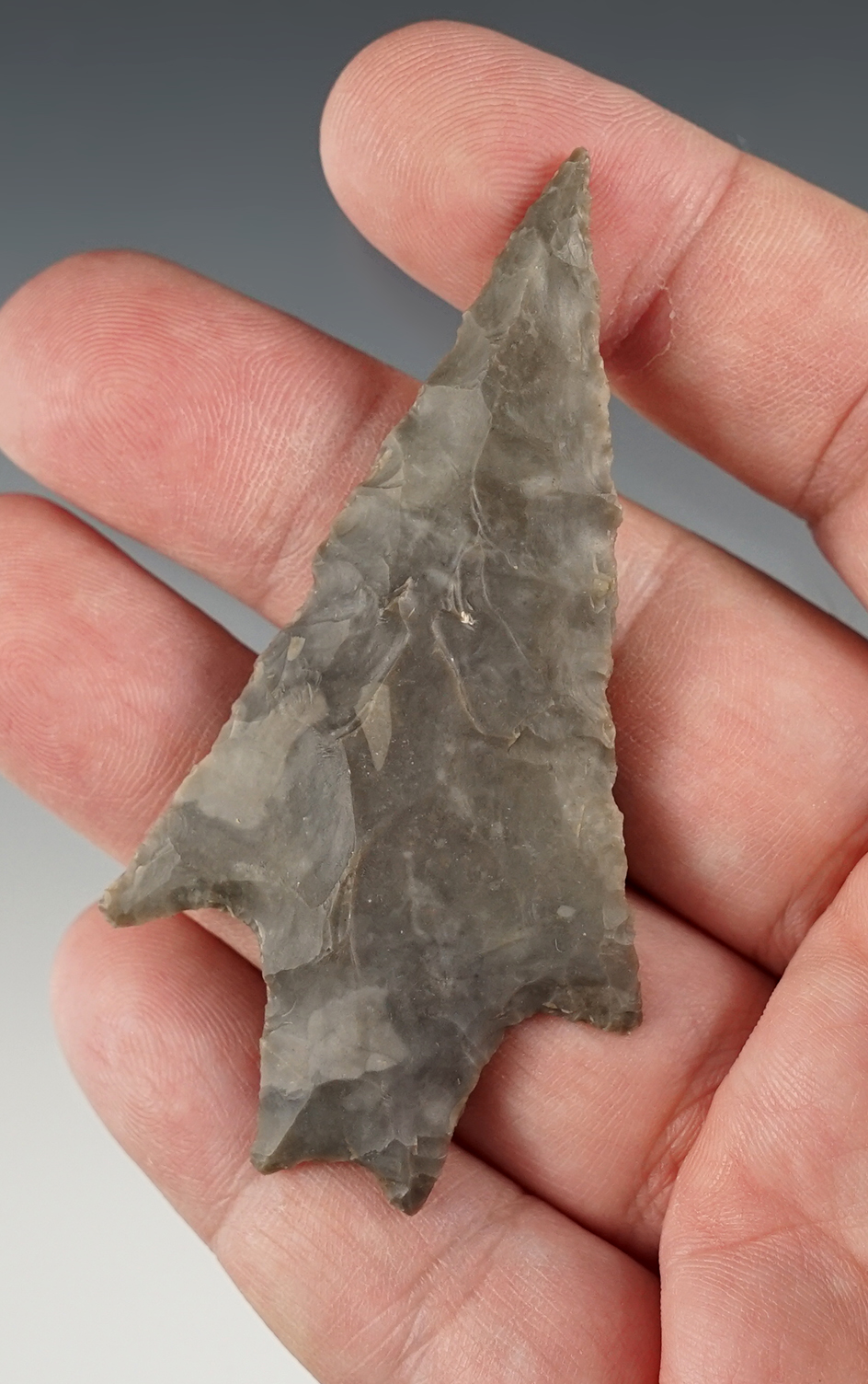 Fine 2 7/8" Pedernales - Comanche Co., Texas. This is a late contracting stem variant. COA.