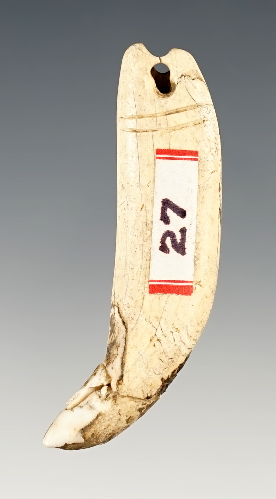 2 1/16" Drilled and Grooved Tooth Pendant found in a cave in Southern Ohio by Harry Cline.