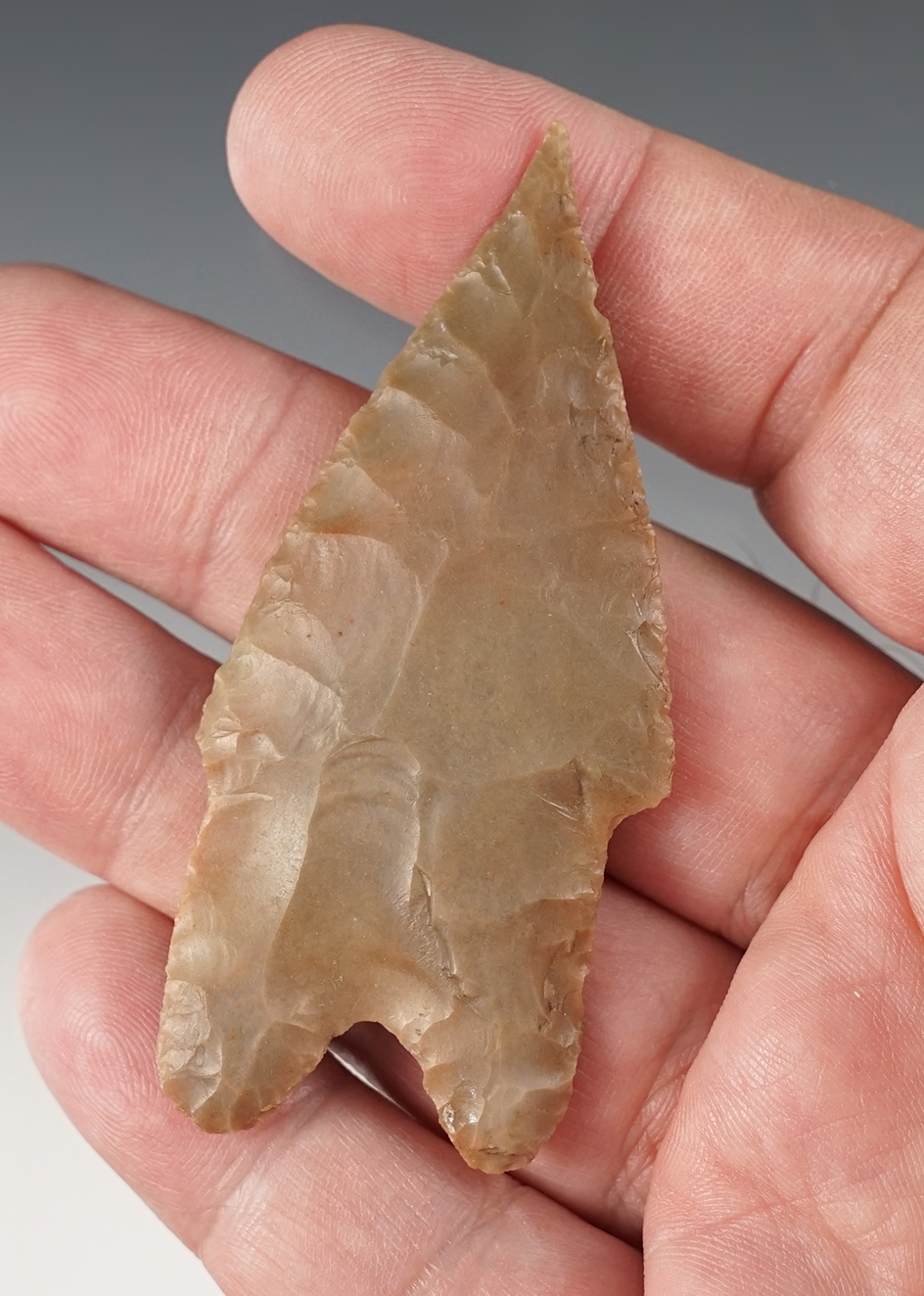 Finely flaked 2 7/8" Pedernales found in Lampasas Co., Texas. Comes with a Rogers COA.