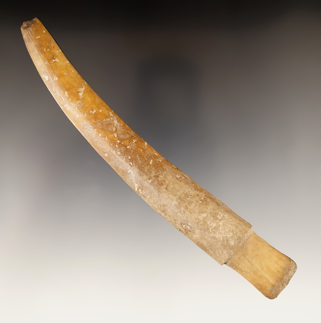 6 7/8" Socketed Bone Tip found in Umatilla, Oregon.