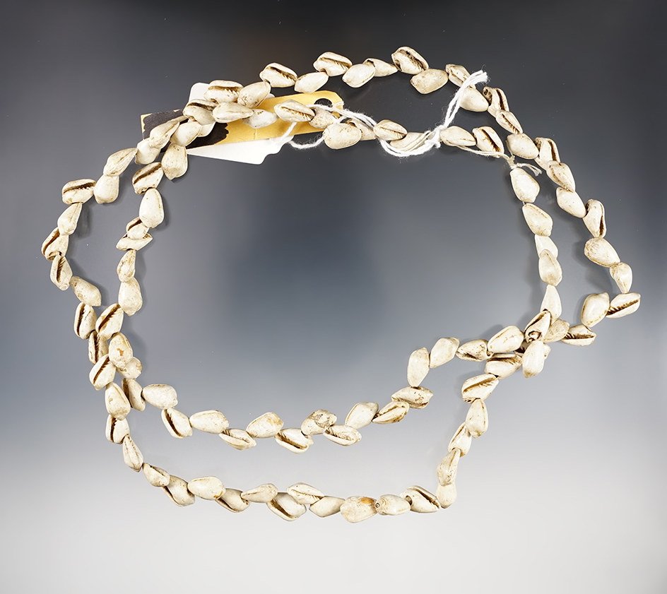 32" long strand of drilled snail shell bead found in Smyth County Virginia near Saltville. 