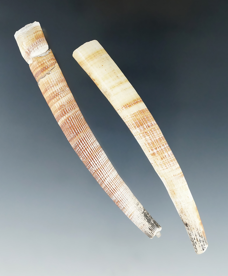 Pair of extremely large Dentalium Shell beads from the Leon Wiley collection. Largest is 4" long.