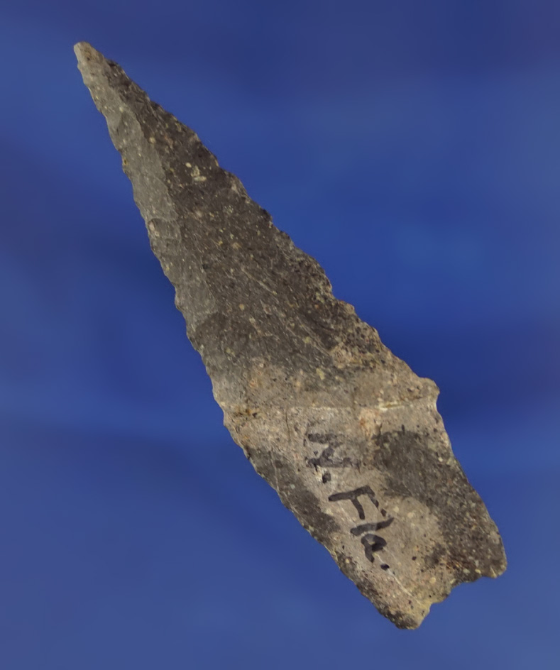 2 15/16" with nicely ground lower edges found in northern Florida.