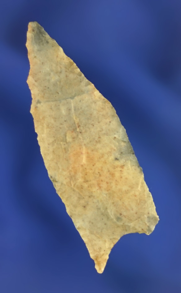 2" Suwanee Dalton made from Coastal Plains chert found in Florida.