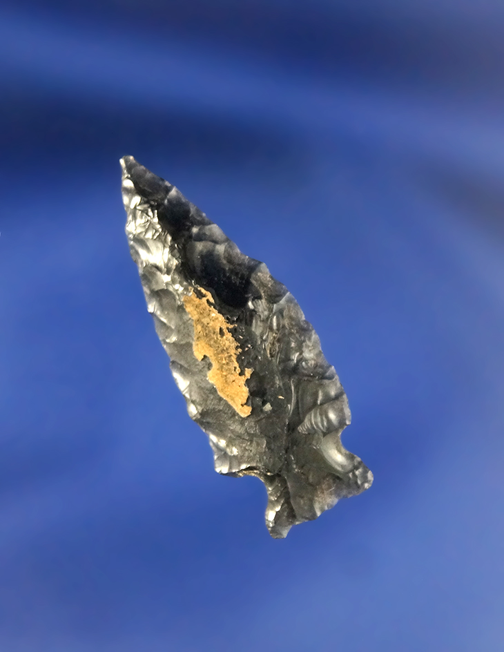 1 1/4" Rose Spring nicely flaked Obsidian  found by Terri Baldridge in the Tule Lake Basin, Californ