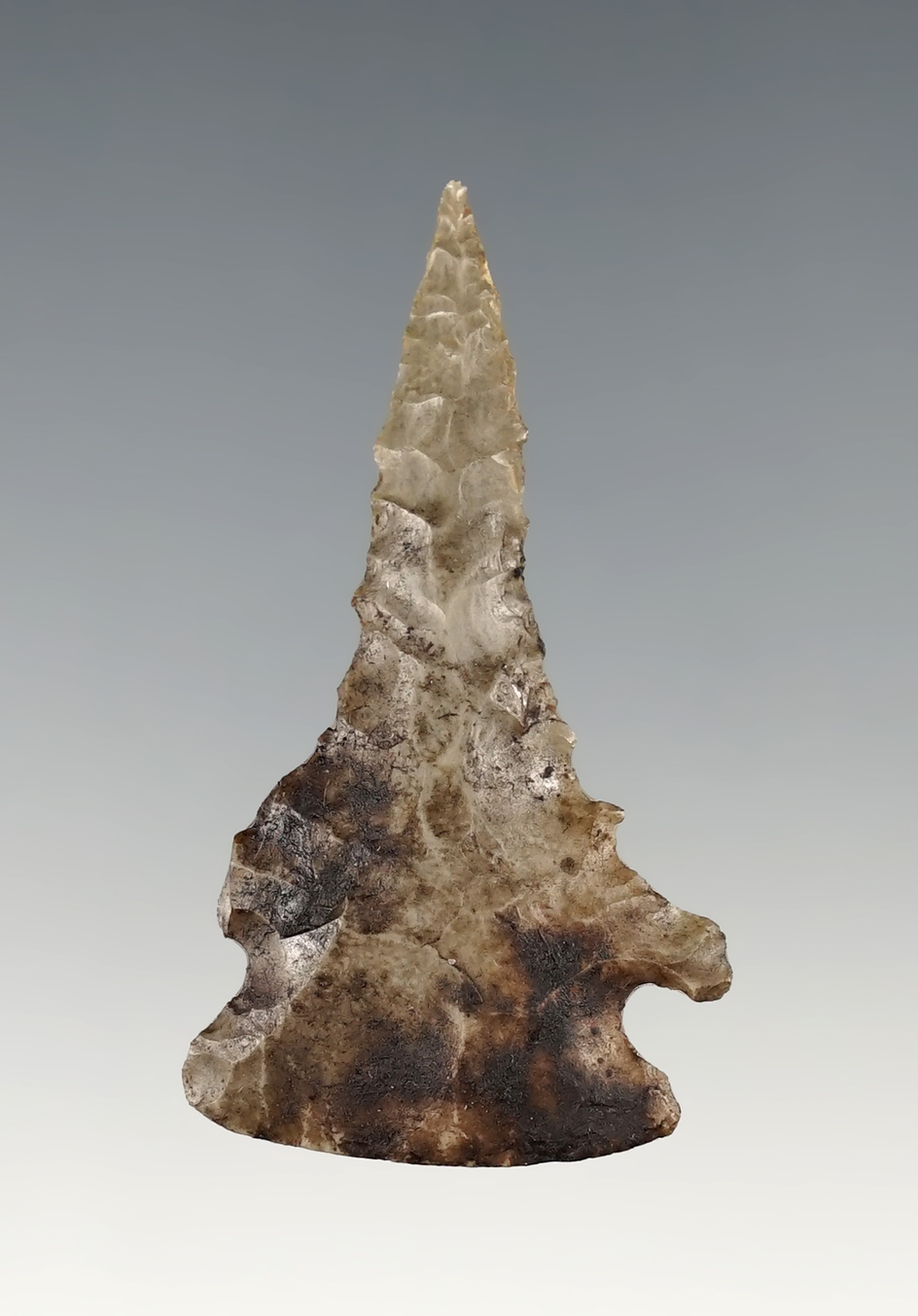 Incredible 2" Pine Tree with a needle tip and several large serrations. Found in Southern Indiana.