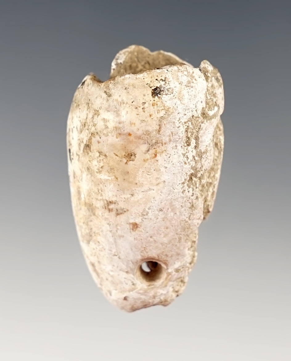 1 1/2" Spiro Drilled Shell found in Le Flore Co., Oklahoma.