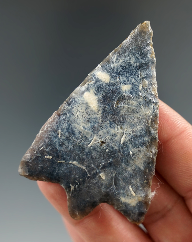 Sale Highlight! Exceptional flaking on this semi translucent 2 1/2" Hillsborough found in Florida.