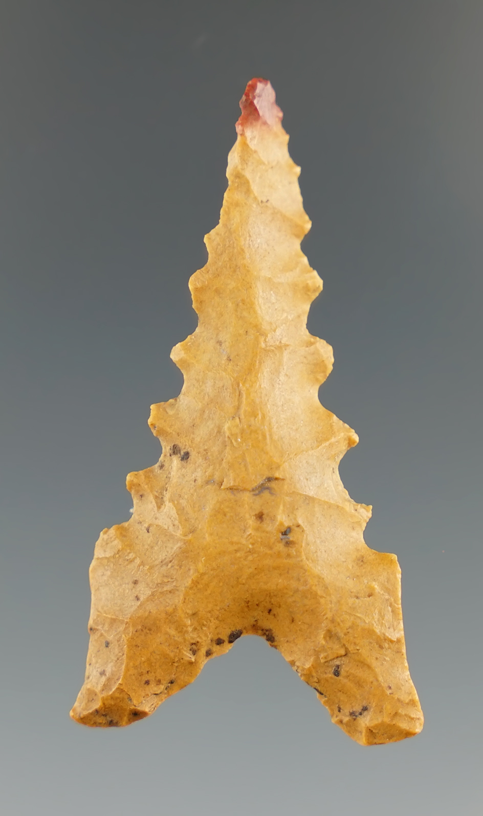 1 13/16" Dalton made from Crowley's Ridge Cobble Chert, Green Co., Arkansas. Ex. Dr. Copeland. COA.