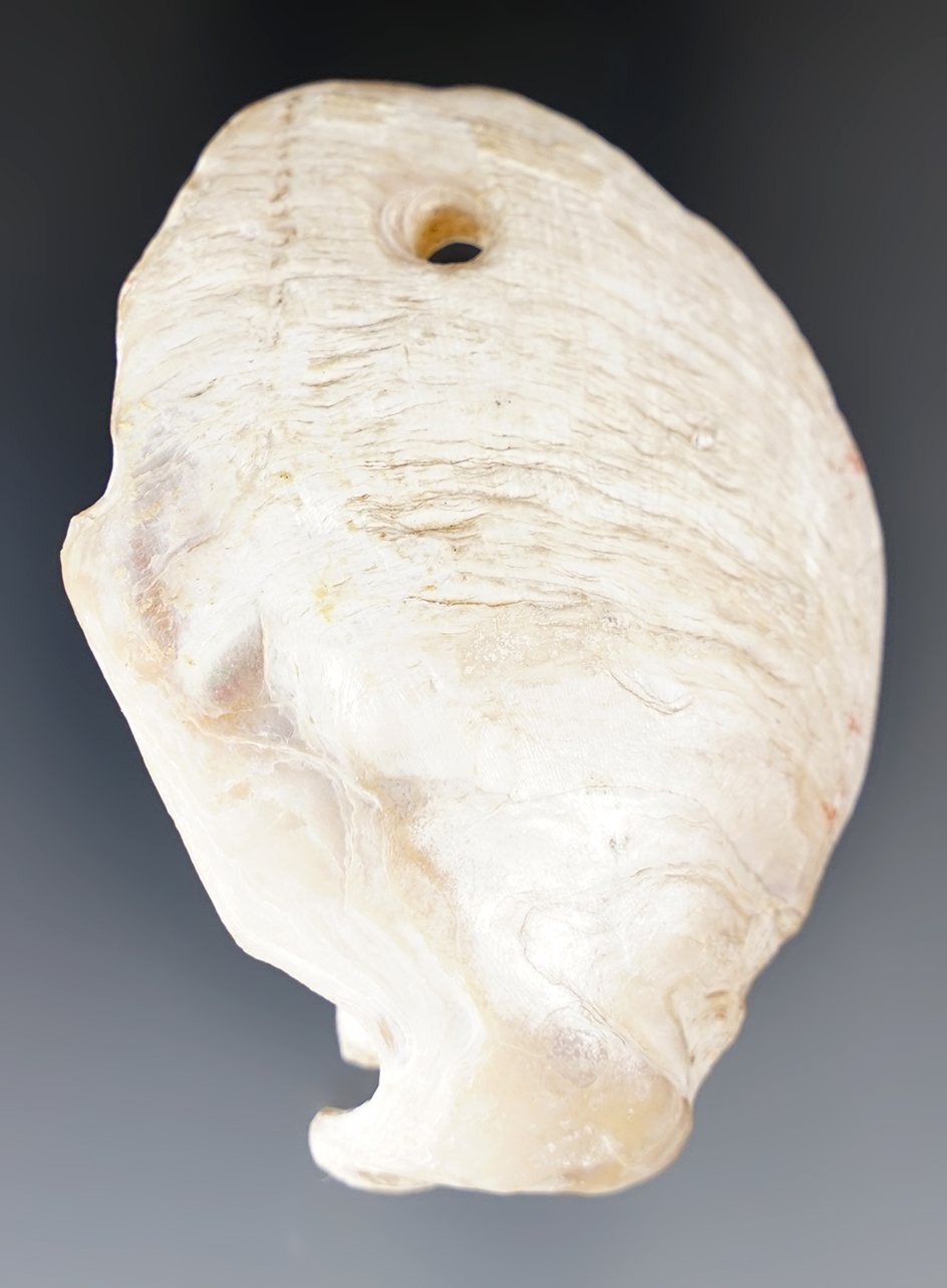 Nice 2 9/16"  Shell Pendant found by John Adams in Crocker, Missouri.