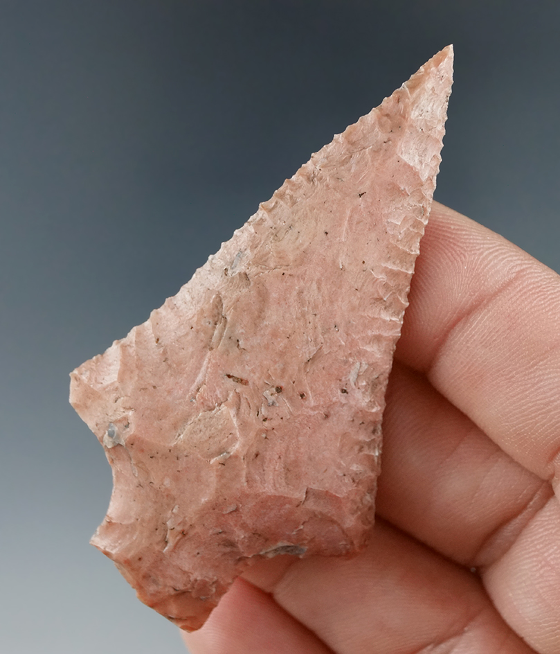 2 9/16" coral Hardy found in Pasco Co., Florida