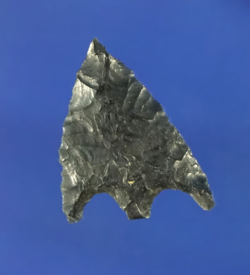 3/4" heavily patinated obsidian Gunther found near the Orchard site on the Washington side -