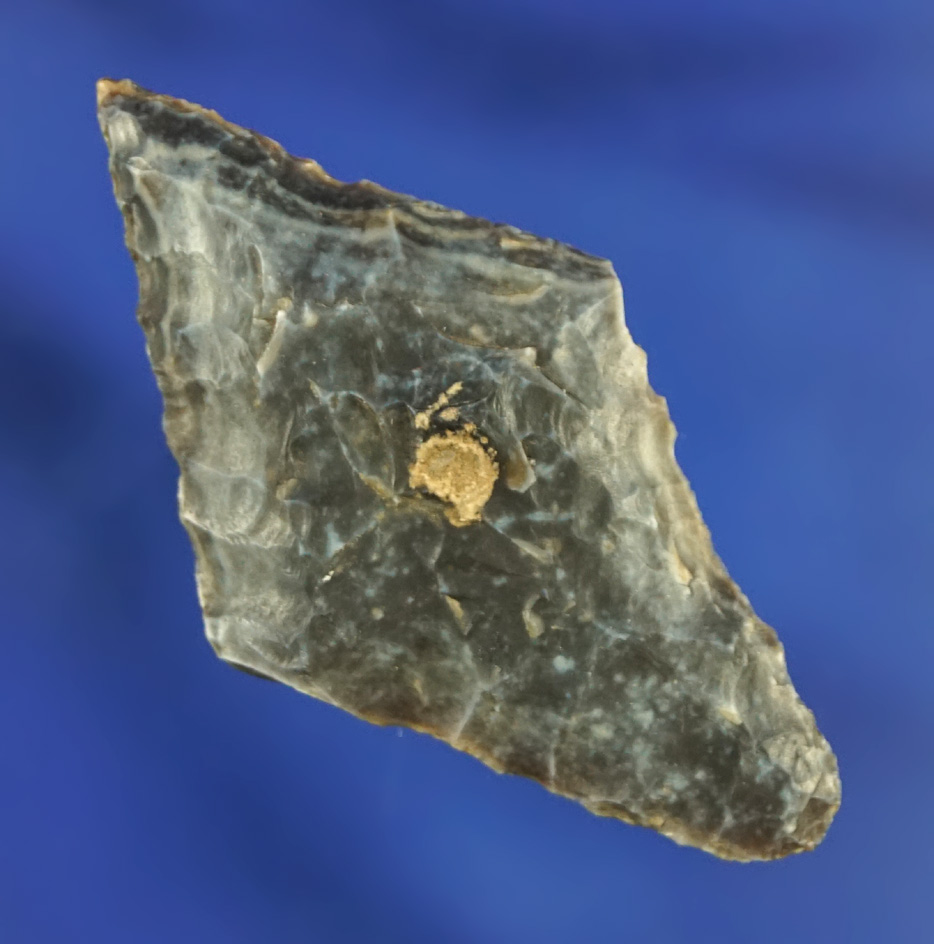 Beautifully patinated Vandenburg Contracting-stem - Monterey Co.,  California. - Stermer COA.