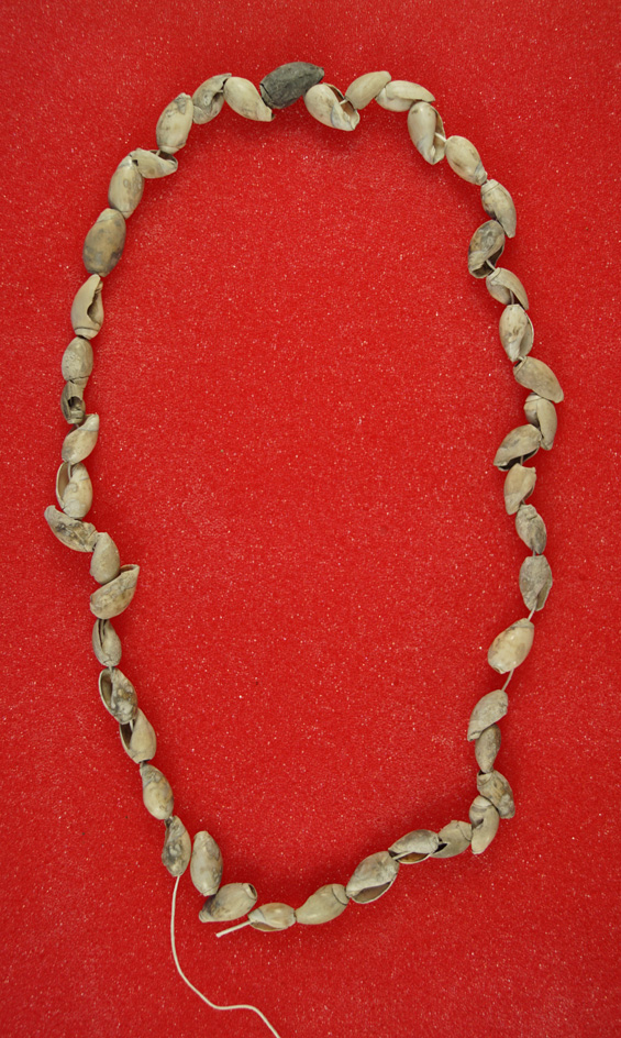 Nice strand of drilled snail beads found on private property near Klamath Lake, Southern Oregon.