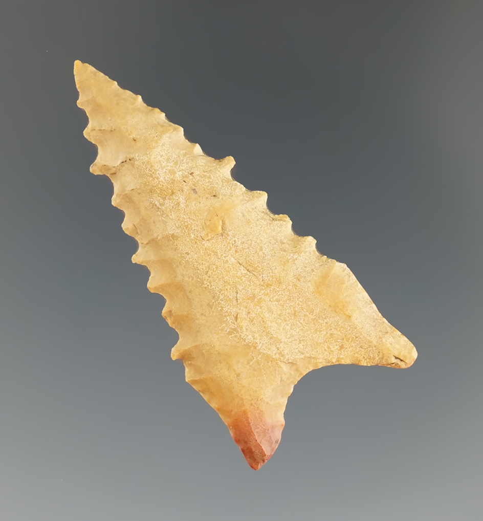 1 13/16" Dalton made from Crowley's Ridge Cobble Chert, found in Arkansas. Bennett COA.