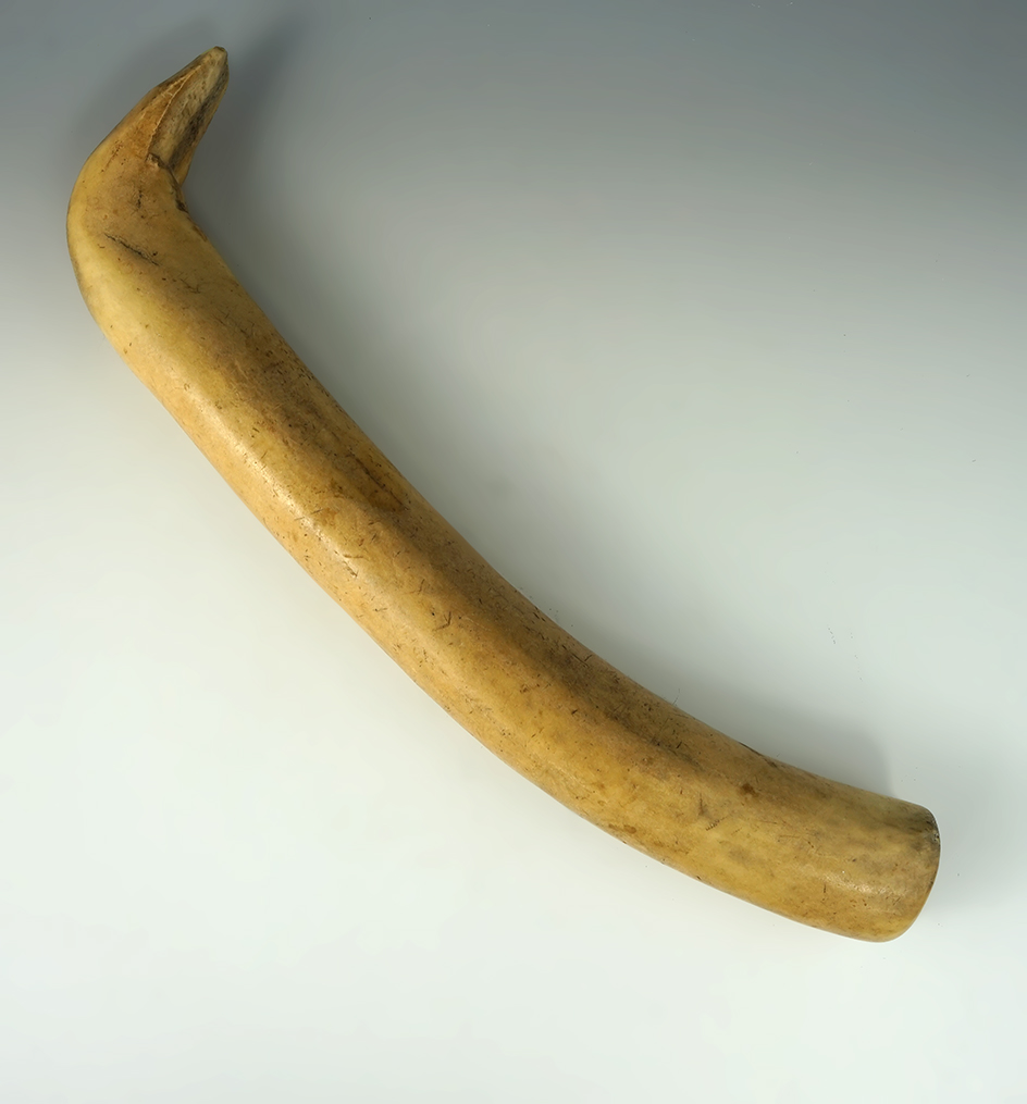 13 1/2" Long Elk Horn Hide Scraper found in the Dakotas.