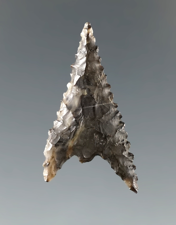 Ex. Museum!  1 1/4" Gunther with nice serrations, from the Charles Shewey Collection.