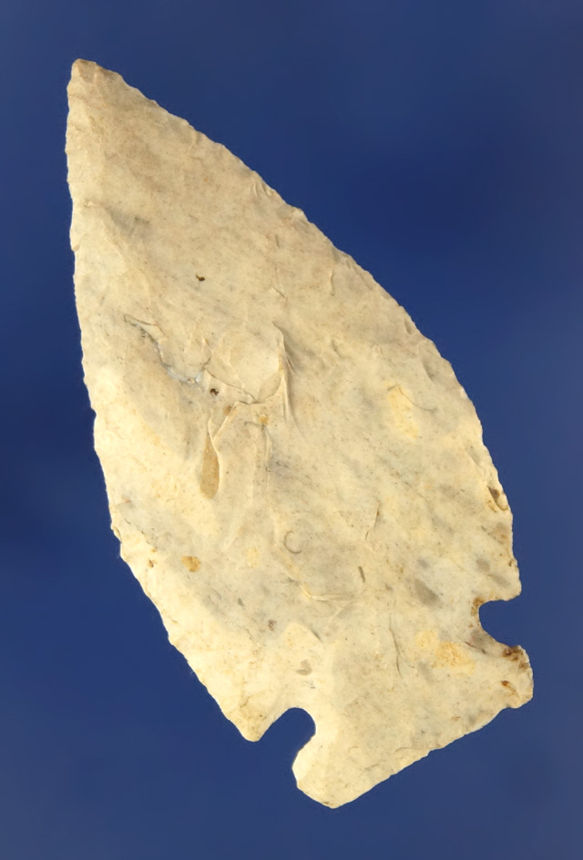 Thin! 1 7/8" Jack's Reef found at the Fox Field site in Mason Co., Kentucky. Ex. Dr. Glass collectio