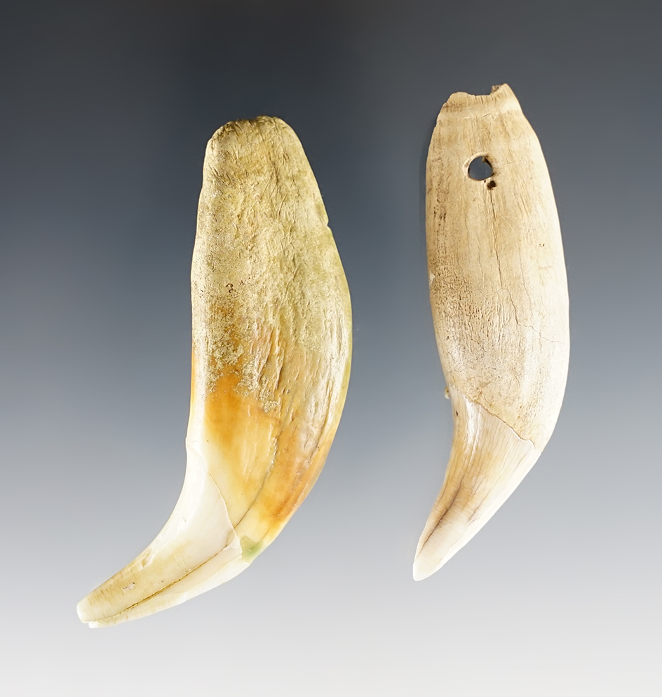 Unique pair of bear teeth found at a site in Schuyler Co., New York. One drilled.