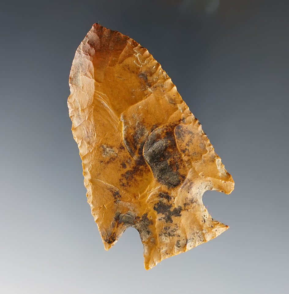 Excellent flaking on this 2 3/4" Hardin found around Benton Co., Tennessee. Dickey COA.